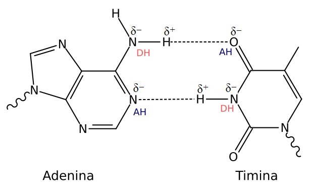 Diagrama De Ligação De Hidrogênio Da Molécula De água 8306